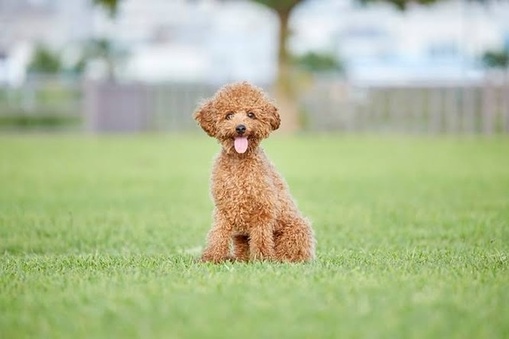 RYUNOSUKE 犬かわいい。