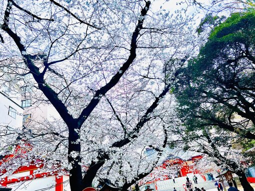 SHUNSUKE 新宿に咲いてた🌸