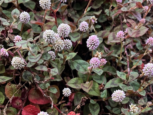 AME（アメ） 年齢