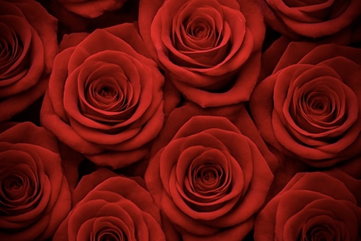 AME（アメ） 茨の道