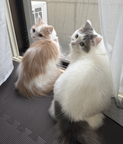 MIZUKI(ミズキ) 10月のお礼