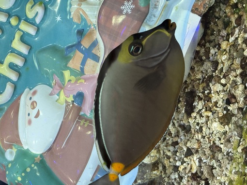 ENATO（エナト） キレイ🐟