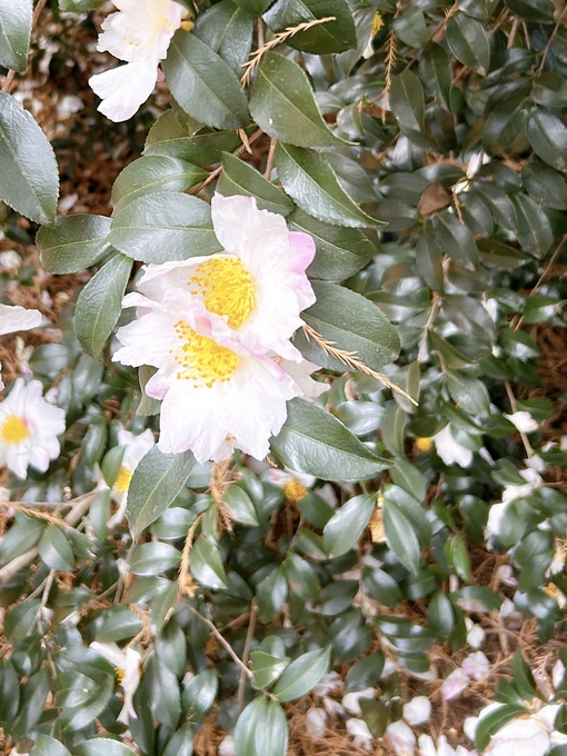 MOMO（モモ） 2025年あけましておめでとうございます