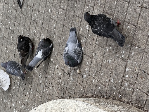 KAITO（カイト） 今日は