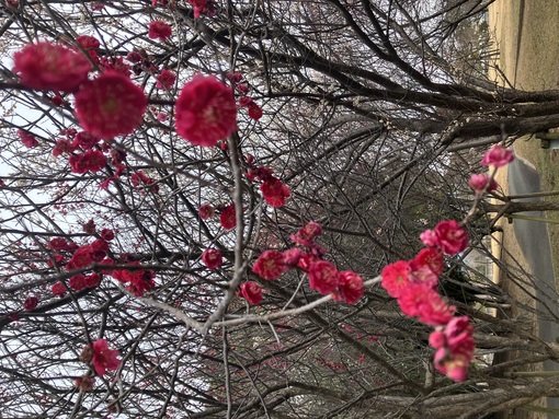 DAIKI（ダイキ） 梅