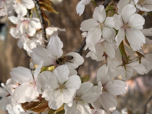 KAITO（カイト） オキシトシン