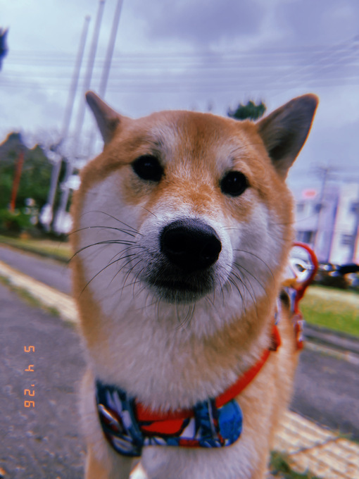 SHURI（シュリ） 梅雨入り