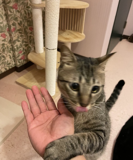 RAI（ライ） 猫に手を貸した日